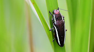 Wallpaper thumb: Jewel Beetle (Iridotaenia sp)